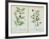 Tea and China Tea, Plate from 'Herbarium Blackwellianum' Published 1757 in Nuremberg, Germany-Elizabeth Blackwell-Framed Giclee Print