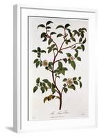 Tea: Branch of Camellia Sinensis, 1798-null-Framed Giclee Print