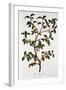 Tea: Branch of Camellia Sinensis, 1798-null-Framed Giclee Print