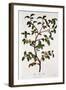 Tea: Branch of Camellia Sinensis, 1798-null-Framed Giclee Print