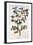 Tea: Branch of Camellia Sinensis, 1798-null-Framed Giclee Print