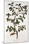 Tea: Branch of Camellia Sinensis, 1798-null-Mounted Giclee Print