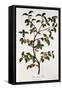 Tea: Branch of Camellia Sinensis, 1798-null-Framed Stretched Canvas