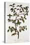 Tea: Branch of Camellia Sinensis, 1798-null-Stretched Canvas