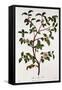 Tea: Branch of Camellia Sinensis, 1798-null-Framed Stretched Canvas