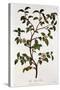 Tea: Branch of Camellia Sinensis, 1798-null-Stretched Canvas