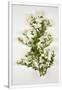 Gramercy White