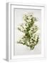 White Frame