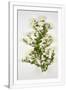 Gramercy White