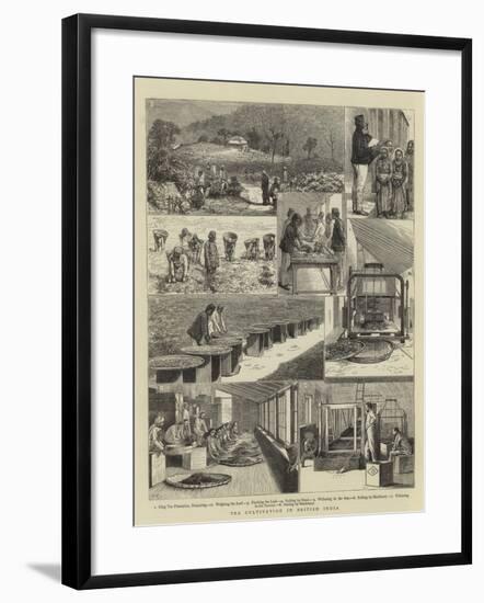 Tea Cultivation in British India-null-Framed Giclee Print