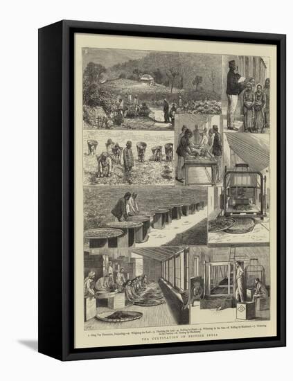 Tea Cultivation in British India-null-Framed Stretched Canvas