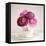 Tea Cup Posies-Susannah Tucker-Framed Stretched Canvas