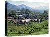 Tea Estate Near Munnar, Kerala State, India-Harding Robert-Stretched Canvas