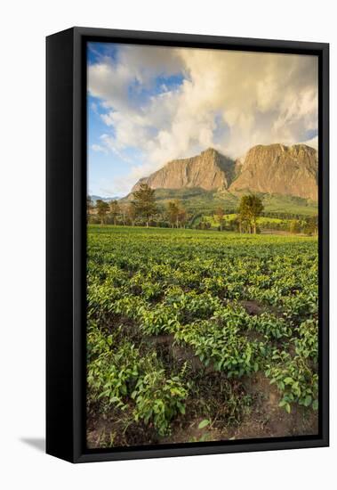 Tea Estate on Mount Mulanje at Sunset, Malawi, Africa-Michael Runkel-Framed Stretched Canvas