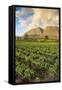 Tea Estate on Mount Mulanje at Sunset, Malawi, Africa-Michael Runkel-Framed Stretched Canvas