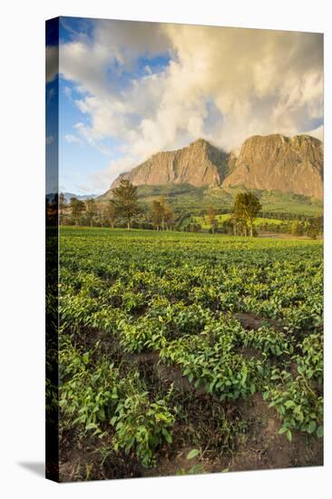 Tea Estate on Mount Mulanje at Sunset, Malawi, Africa-Michael Runkel-Stretched Canvas