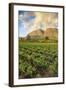 Tea Estate on Mount Mulanje at Sunset, Malawi, Africa-Michael Runkel-Framed Photographic Print