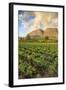 Tea Estate on Mount Mulanje at Sunset, Malawi, Africa-Michael Runkel-Framed Photographic Print