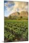 Tea Estate on Mount Mulanje at Sunset, Malawi, Africa-Michael Runkel-Mounted Photographic Print