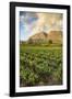 Tea Estate on Mount Mulanje at Sunset, Malawi, Africa-Michael Runkel-Framed Photographic Print