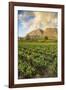 Tea Estate on Mount Mulanje at Sunset, Malawi, Africa-Michael Runkel-Framed Photographic Print
