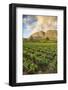 Tea Estate on Mount Mulanje at Sunset, Malawi, Africa-Michael Runkel-Framed Photographic Print