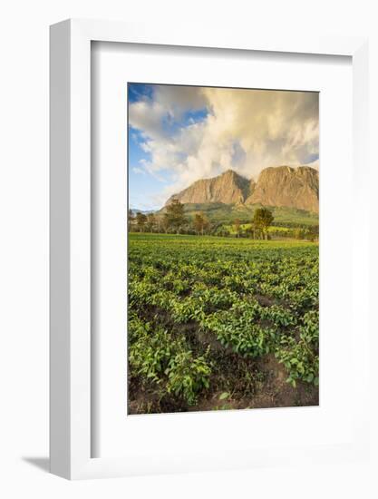 Tea Estate on Mount Mulanje at Sunset, Malawi, Africa-Michael Runkel-Framed Photographic Print