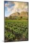 Tea Estate on Mount Mulanje at Sunset, Malawi, Africa-Michael Runkel-Mounted Photographic Print