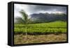 Tea Estate on Mount Mulanje, Malawi, Africa-Michael Runkel-Framed Stretched Canvas