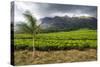 Tea Estate on Mount Mulanje, Malawi, Africa-Michael Runkel-Stretched Canvas