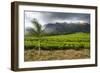 Tea Estate on Mount Mulanje, Malawi, Africa-Michael Runkel-Framed Photographic Print