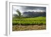 Tea Estate on Mount Mulanje, Malawi, Africa-Michael Runkel-Framed Photographic Print