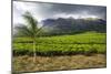 Tea Estate on Mount Mulanje, Malawi, Africa-Michael Runkel-Mounted Photographic Print