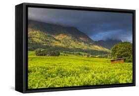 Tea Estate on Mount Mulanje, Malawi, Africa-Michael Runkel-Framed Stretched Canvas