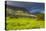 Tea Estate on Mount Mulanje, Malawi, Africa-Michael Runkel-Stretched Canvas