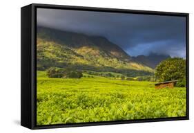 Tea Estate on Mount Mulanje, Malawi, Africa-Michael Runkel-Framed Stretched Canvas