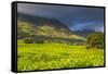 Tea Estate on Mount Mulanje, Malawi, Africa-Michael Runkel-Framed Stretched Canvas