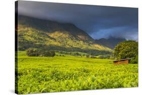 Tea Estate on Mount Mulanje, Malawi, Africa-Michael Runkel-Stretched Canvas