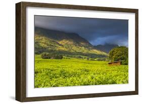 Tea Estate on Mount Mulanje, Malawi, Africa-Michael Runkel-Framed Photographic Print