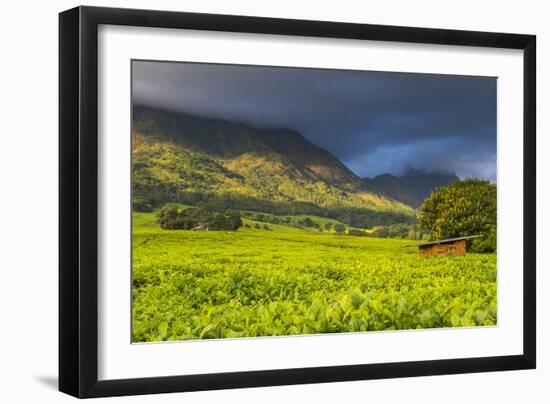 Tea Estate on Mount Mulanje, Malawi, Africa-Michael Runkel-Framed Photographic Print