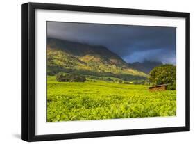 Tea Estate on Mount Mulanje, Malawi, Africa-Michael Runkel-Framed Photographic Print