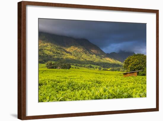 Tea Estate on Mount Mulanje, Malawi, Africa-Michael Runkel-Framed Photographic Print