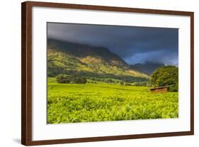 Tea Estate on Mount Mulanje, Malawi, Africa-Michael Runkel-Framed Photographic Print