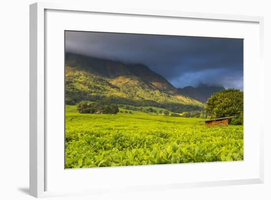 Tea Estate on Mount Mulanje, Malawi, Africa-Michael Runkel-Framed Photographic Print