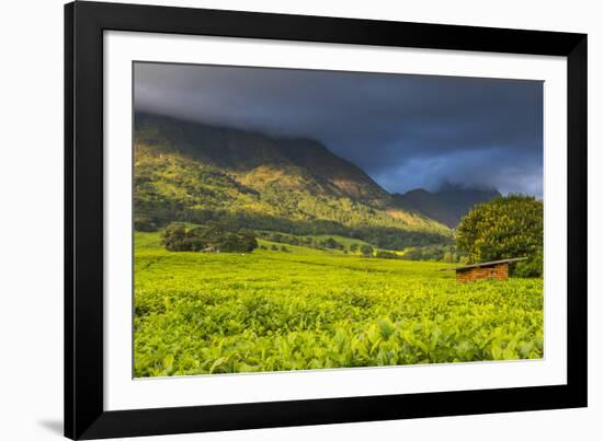 Tea Estate on Mount Mulanje, Malawi, Africa-Michael Runkel-Framed Photographic Print