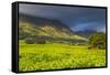 Tea Estate on Mount Mulanje, Malawi, Africa-Michael Runkel-Framed Stretched Canvas