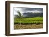 Tea Estate on Mount Mulanje, Malawi, Africa-Michael Runkel-Framed Photographic Print