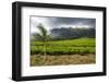 Tea Estate on Mount Mulanje, Malawi, Africa-Michael Runkel-Framed Photographic Print