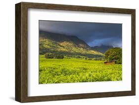 Tea Estate on Mount Mulanje, Malawi, Africa-Michael Runkel-Framed Photographic Print