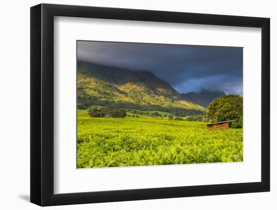 Tea Estate on Mount Mulanje, Malawi, Africa-Michael Runkel-Framed Photographic Print